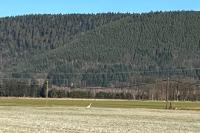 Ardea alba