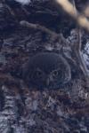 Glaucidium passerinum