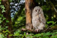 Strix aluco