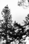 Glaucidium passerinum