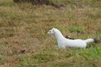 Mustela erminea