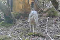 Felis silvestris