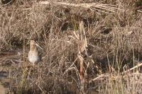 Gallinago gallinago