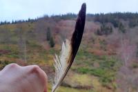 Buteo buteo
