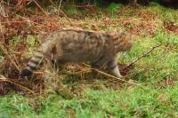 Felis silvestris