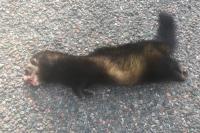 Mustela putorius