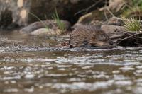 Ondatra zibethicus