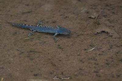 Triton alpestre 