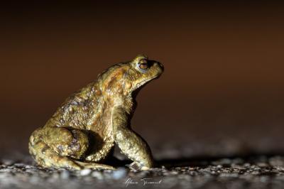 Crapaud commun 