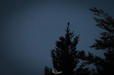 Glaucidium passerinum