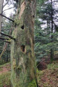 Grand Tétras