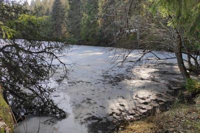 Gélinotte des bois