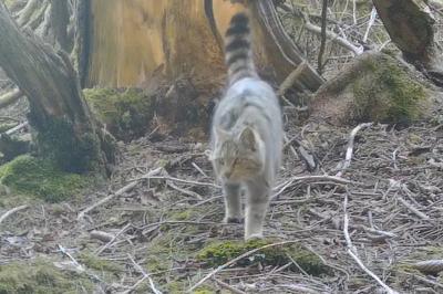Felis silvestris