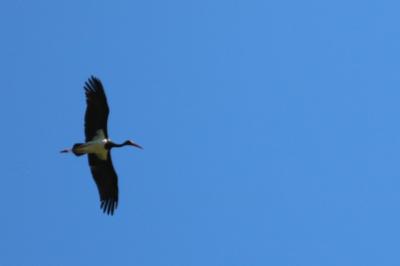 Cigogne noire